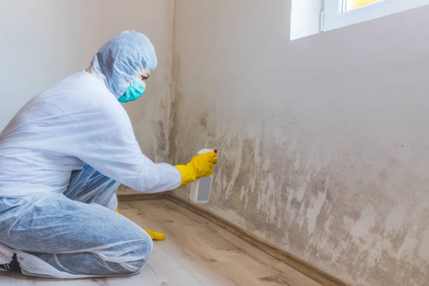 Licensed Attic Mold Removal service in Clifton, TN - WQB Mold Removal