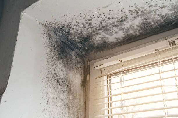 Affordable Attic Mold Removal solutions in Clifton, TN