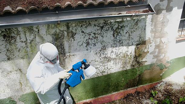 Top rated local Attic Mold Removal specialists in Clifton, TN
